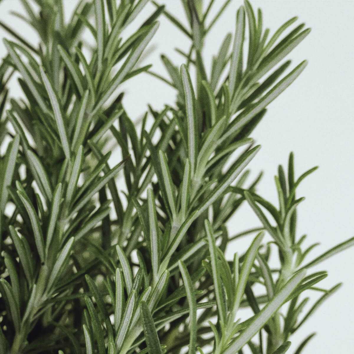 Rosmarin: Von Küche, Körper und Kosmetik