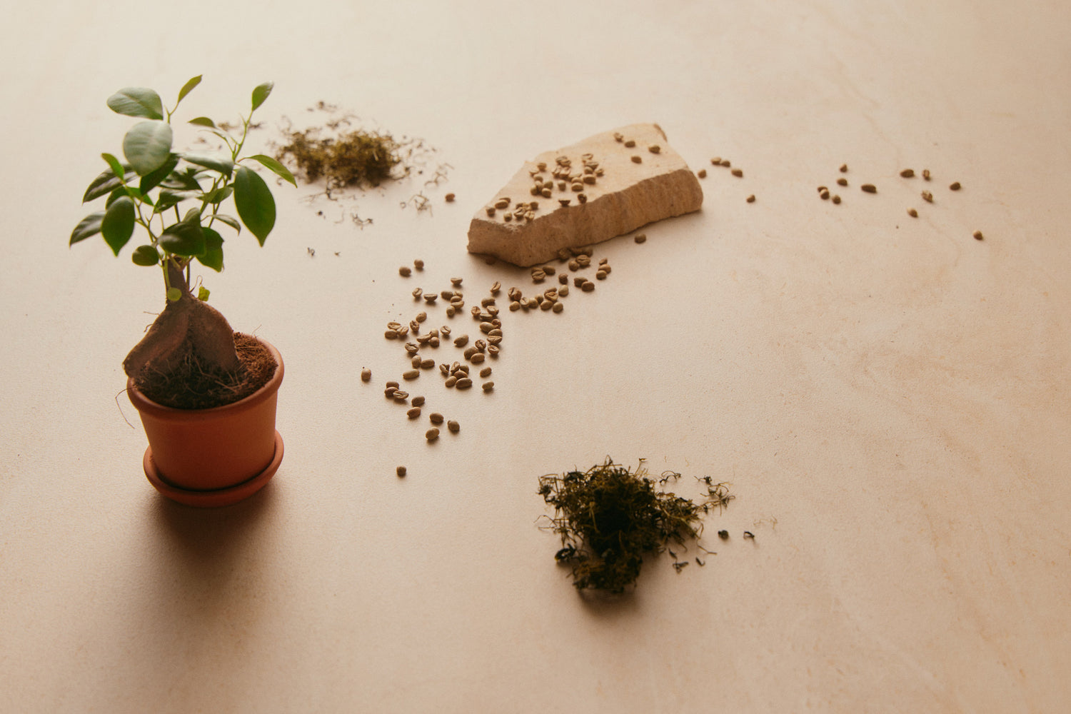 Hero Ingredient: Ginseng