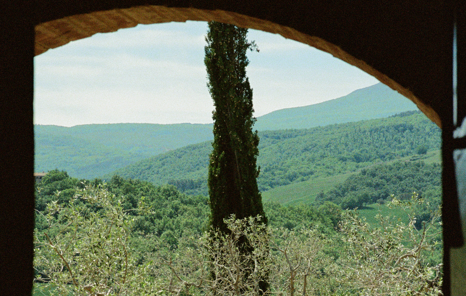 Blühendes Johanniskraut: So erkennst Du es