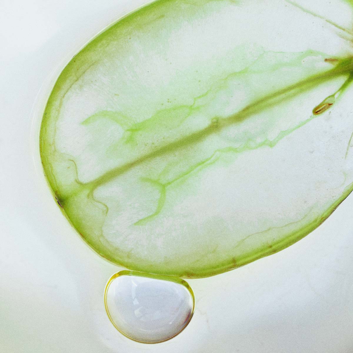 Klein. Bitter. Zellschützend – und lebensverlängernd?