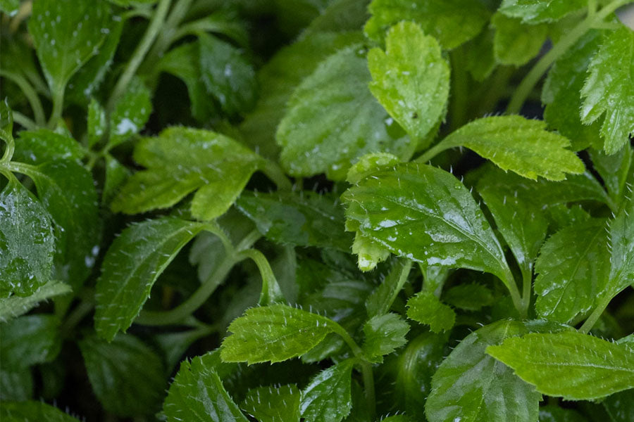 Jiaogulan - Kraut der Unsterblichkeit