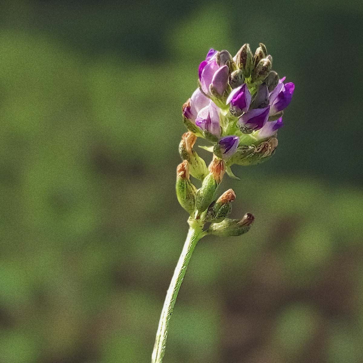Bakuchiol – Welche Vorteile bringt die Retinol-Alternative für Deine Haut?